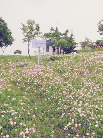 一片花海，一座教堂，简单美好。