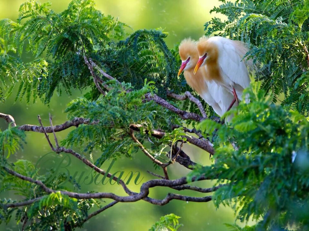 美到极致是销魂