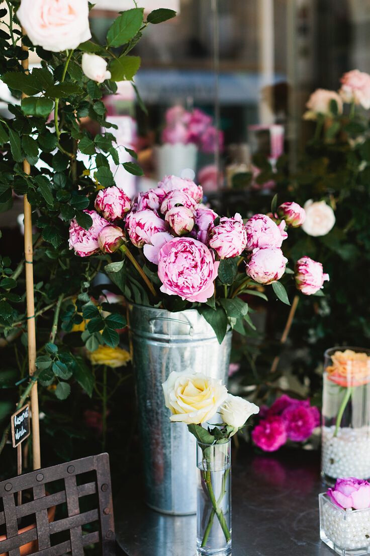 月季 玫瑰花 药