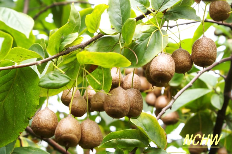 秤锤树(拉丁学名:Sinojackia xylocarpa Hu)安息香科落叶小乔木或灌木，高达3-7m，枝直立而稍斜展，叶椭圆形至椭圆状倒卵形，花果均下垂，是一种优良的观赏树种，可用作庭园绿化。 秤锤树为中国特产树种，秋后叶落，宿存下垂果实，宛如秤锤满树，为优良的观花观果树木。分布于江苏南京及附近地区，生于海拔300~800m处的林缘、疏林中或丘陵山地，已濒于灭绝，国家二级保护濒危种。