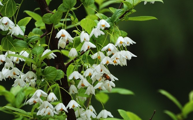 秤锤树(拉丁学名:Sinojackia xylocarpa Hu)安息香科落叶小乔木或灌木，高达3-7m，枝直立而稍斜展，叶椭圆形至椭圆状倒卵形，花果均下垂，是一种优良的观赏树种，可用作庭园绿化。 秤锤树为中国特产树种，秋后叶落，宿存下垂果实，宛如秤锤满树，为优良的观花观果树木。分布于江苏南京及附近地区，生于海拔300~800m处的林缘、疏林中或丘陵山地，已濒于灭绝，国家二级保护濒危种。