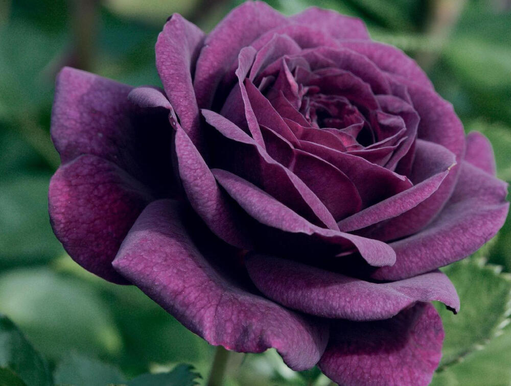 紫玫瑰在植物分类学上是指蔷薇科蔷薇属灌木(Rosa rugosa)，玫瑰在日常生活中是蔷薇属一系列花大艳丽的栽培品种的统称，这些栽培品种在植物分类学上应称做月季或蔷薇。紫玫瑰帮助新陈代谢，排毒通便，纤体瘦身，还可以提振心情，舒缓情绪:玫瑰象征喜悦与爱情。紫玫瑰象征着深深的爱情。紫玫瑰是玫瑰花的一个品种，花朵娇小，但香气特别浓郁，口感更加柔润。看着开水倒入壶中，紫色的小花蕾在壶中翻滚，好似无数的花仙子在翻翩飞舞。花香入鼻，疲劳一扫而空，好似又回到了大自然的怀抱。产地伊朗，香味口感超过国产原料。 花语 忧郁、高贵、浪漫真情和珍贵独特。 安静、等待；守护爱情