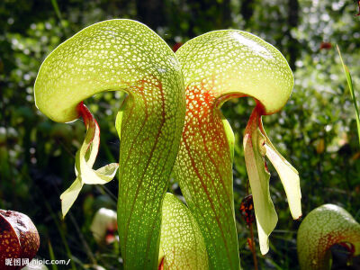 眼镜蛇草(学名:Darlingtonia californica)是瓶子草科的其中一个属，为一种食虫植物，主要分布在美国加利福尼亚州北部与奥勒冈州。 眼镜蛇草是非常知名的食虫植物品种，因酷似眼镜蛇而得名，是许多玩家收藏的目标。