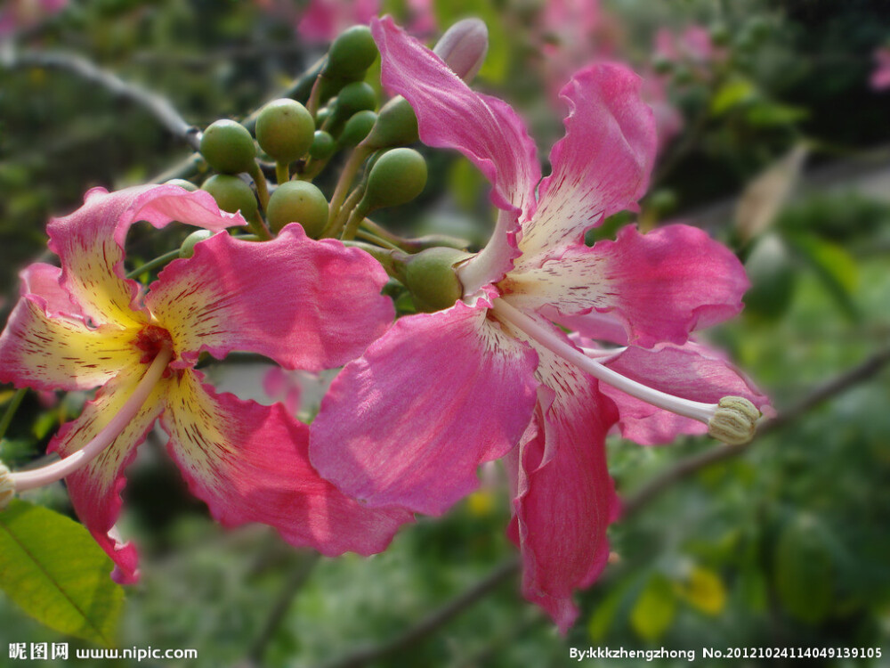 美丽异木棉(学名:Chorisia speciosa)，别名:美人树、美丽木棉、丝木棉，木棉科、吉贝属植物。落叶大乔木，高10-15米，树冠呈伞形，叶色青翠，树干下部膨大，呈酒瓶状，幼树树皮浓绿色，密生圆锥状皮刺、犹如带刺的玫瑰，艳丽而不易接近。侧枝放射状水平伸展或斜向伸展。掌状复叶有小叶5-9片;小叶椭圆形，长12-14厘米。花单生，花冠淡紫红色，中心白色;花瓣5，反卷，花丝合生成雄蕊管，包围花柱。花期为每年的9月至次年1月，冬季为盛花期。 美丽异木棉是优良的观花乔木，也是庭院绿化和美化的高级树种，可用作高级行道树和园林造景。