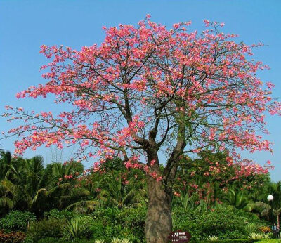 美丽异木棉(学名:Chorisia speciosa)，别名:美人树、美丽木棉、丝木棉，木棉科、吉贝属植物。落叶大乔木，高10-15米，树冠呈伞形，叶色青翠，树干下部膨大，呈酒瓶状，幼树树皮浓绿色，密生圆锥状皮刺、犹如带刺的玫…