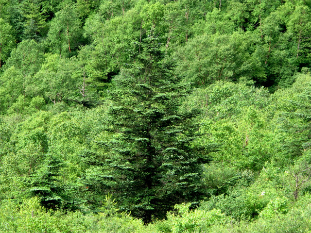 秦岭冷杉(学名Abies chensiensis Van Tiegh)，属于松科，国家Ⅱ级重点保护野生植物，常绿乔木，为中国特有珍稀濒危植物。主要分布于秦岭，因生于阴坡及山谷溪旁的密林中，多数植株常不结实，仅在光照较好处的成龄植株能正常结实，但有隔年结实现象，种子易遭鼠类啮食，天然更新较差，加上过度采伐，分布面积日益缩小，植株数量逐渐减少，因此有着&amp;quot;植物活化石&amp;quot;之称。