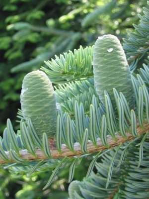 秦岭冷杉(学名Abies chensiensis Van Tiegh)，属于松科，国家Ⅱ级重点保护野生植物，常绿乔木，为中国特有珍稀濒危植物。主要分布于秦岭，因生于阴坡及山谷溪旁的密林中，多数植株常不结实，仅在光照较好处的成龄植…