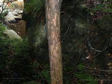 旃(zhān)檀，又名檀香、白檀，是一种古老而又神秘的珍稀树种，收藏价值极高。檀香木香味醇和，历久弥香，素有&amp;quot;香料之王&amp;quot;之美誉。