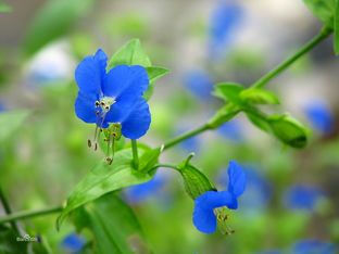 鸭跖草，拉丁学名:(Commelina communis)，别名碧竹子、翠蝴蝶、淡竹叶等。属粉状胚乳目、鸭跖草科、鸭跖草属一年生披散草本。 鸭跖草叶形为披针形至卵状披针形，叶序为互生，茎为匍匐茎，花朵为聚花序，顶生或腋生，雌雄同株，花瓣上面两瓣为蓝色，下面一瓣为白色，花苞呈佛焰苞状，绿色，雄蕊有6枚。 产云南、四川、甘肃以东的南北各省区。越南、朝鲜、日本、俄罗斯远东地区以及北美也有分布，模式标本采自北美。 兰花草(竹叶草、鸭跖草)的花语和象征代表意义：希望、理想