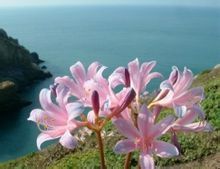 玫瑰石蒜(学名:Lycoris rosea Traub&amp;amp;Moldenke)草本，地生。鳞茎近球形;叶带状;伞形花序，有花5朵，花玫瑰红色;花被裂片倒披针形，中度反卷和皱缩，花被筒长约1厘米;雄蕊伸出于花被外。 分布于中国江苏省、浙…