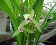 春剑(变种) Cymbidium goeringii (Rchb. f.) Rchb. f. var. longibracteatum (Y. S. Wu et S. C. Chen) Y. S. Wu et S. C. Chen，是春兰的一个变种。 常称为正宗川兰，虽云、贵、川均有名品，但以川兰名品最名贵。