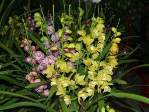 蕙兰(学名:Cymbidium faberi)为兰科蕙兰属的地生草本植物。花常为浅黄绿色，有深紫红色的脉纹和斑点;花通常香气浓郁。 蕙兰原产中国，是我国栽培最久和最普及的兰花之一，常与伞科类白芷合名为&amp;quot;蕙芷&amp;quot;。蕙兰是珍稀物种，为国家二级重点保护野生物种，分布于秦岭以南、南岭以北及湖北，西南广大地区，是比较耐寒的兰花品种之一。 大花蕙兰为虎头兰与其他附生兰的杂交品种，蝴蝶兰属于洋兰，君子兰是石蒜科植物，吊兰是龙舌兰科植物，这些花卉与蕙兰都没关系