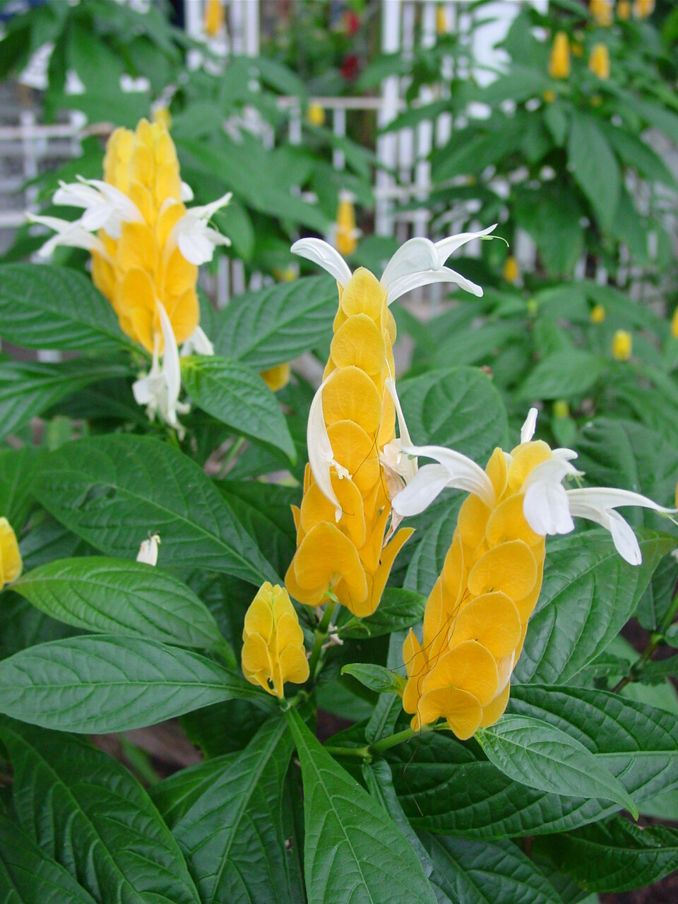 金苞花又称黄虾花、珊瑚爵床、金包银、金苞虾衣花。为爵床科常绿亚灌木，茎节膨大，叶对生，长椭圆形，有明显的叶脉，因其茎顶穗状花序的黄色.苞片层层叠叠，并伸出白色小花，形似虾体而得名。因其花期长，观赏价值高，自80年代引入后，就很快得到广大养花者的喜爱。金苞花株丛整齐，花色鲜黄，花期较长。适作会场、厅堂、居室及阳台装饰。南方用于布置花坛。