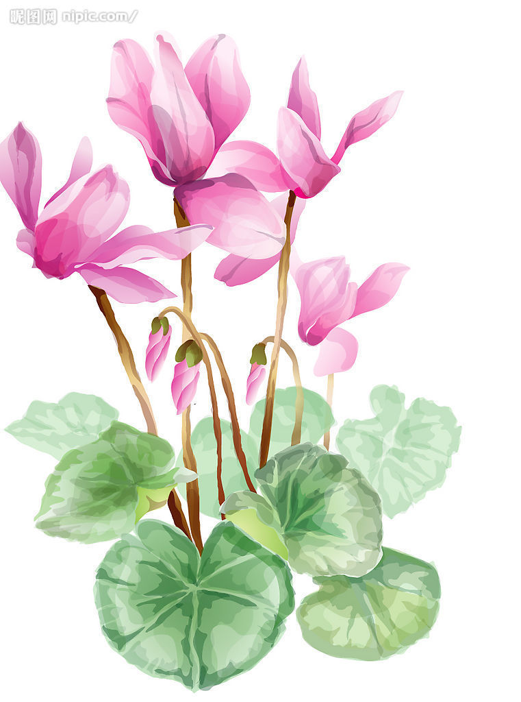 仙客来（学名：Cyclamen persicum），别名萝卜海棠、兔耳花、兔子花、一品冠、篝火花、翻瓣莲，是报春花科仙客来属多年生草本植物。仙客来是一种普遍种植的鲜花，适合种植于室内花盆，冬季则需温室种植。仙客来的某些栽培种有浓郁的香气，而有些香气淡或无香气。“仙客来”一词来自学名Cyclamen的音译，由于音译巧妙，使得花名有“仙客翩翩而至”的寓意。 仙客来是山东省青州市的市花，也是1995年天津举办的第43届世界乒乓球锦标赛的吉祥物。