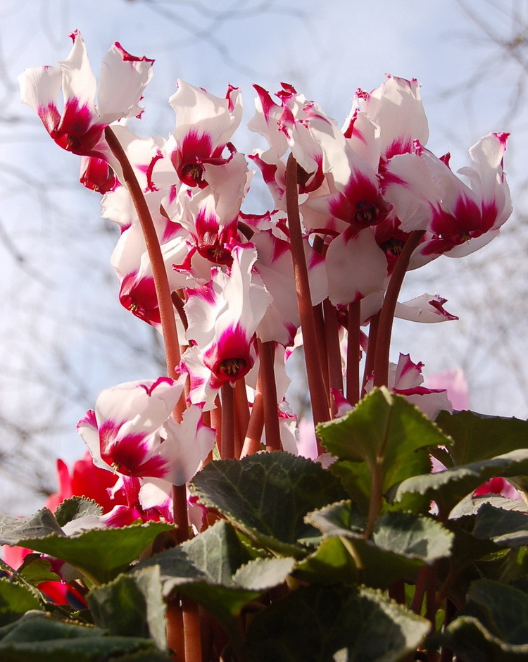 仙客来（学名：Cyclamen persicum），别名萝卜海棠、兔耳花、兔子花、一品冠、篝火花、翻瓣莲，是报春花科仙客来属多年生草本植物。仙客来是一种普遍种植的鲜花，适合种植于室内花盆，冬季则需温室种植。仙客来的某些栽培种有浓郁的香气，而有些香气淡或无香气。“仙客来”一词来自学名Cyclamen的音译，由于音译巧妙，使得花名有“仙客翩翩而至”的寓意。 仙客来是山东省青州市的市花，也是1995年天津举办的第43届世界乒乓球锦标赛的吉祥物。