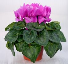 仙客来（学名：Cyclamen persicum），别名萝卜海棠、兔耳花、兔子花、一品冠、篝火花、翻瓣莲，是报春花科仙客来属多年生草本植物。仙客来是一种普遍种植的鲜花，适合种植于室内花盆，冬季则需温室种植。仙客来的某…