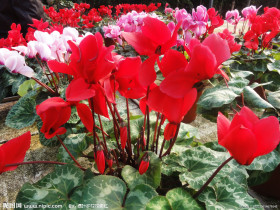 仙客来（学名：Cyclamen persicum），别名萝卜海棠、兔耳花、兔子花、一品冠、篝火花、翻瓣莲，是报春花科仙客来属多年生草本植物。仙客来是一种普遍种植的鲜花，适合种植于室内花盆，冬季则需温室种植。仙客来的某些栽培种有浓郁的香气，而有些香气淡或无香气。“仙客来”一词来自学名Cyclamen的音译，由于音译巧妙，使得花名有“仙客翩翩而至”的寓意。 仙客来是山东省青州市的市花，也是1995年天津举办的第43届世界乒乓球锦标赛的吉祥物。