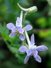 还亮草(Delphinium anthriscifolium Hance)，别名鱼灯苏，毛茛科翠雀属一年生草本。高30~70厘米;叶片菱状卵形或三角状卵形，2~3回羽状全裂;总状花序具2~15花，花淡青紫色;蓇葖果。分布全国大部分地区，生于山坡草地。易于种植，分布范围广，有较高的药用价值，也是园艺花卉的好材料。