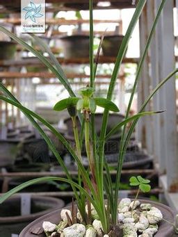  多年生陆生兰。假鳞茎集生成丛。叶簇生，线形。花葶直立，短于叶，总状花序具2花，浅黄绿色，唇瓣具紫红色斑点。分布于四川西部和西南部。线叶春兰的名种有红唇豆瓣(深绿色的花瓣上有淡黄色镶边，唇瓣鲜红)、九州红梅、滇霞(均为鲜橘红色) 、金碧交辉、银顶鹤(均为复色，有镶边)、紫豆辩、黄心素心、复色花素心、红素心等。线叶春兰是春兰的变种，又称豆瓣兰.叶片较窄明显比春兰细，苗4--5片叶，叶边缘有有细锯齿，叶质较硬，花通常单生、偶尔有两朵，花不香或淡香;花被深绿色是与春兰的主要区别.在全国的分布情况大致和春兰相当，长江以南大部份省区市均有分布，云、贵、川、桂、鄂、湘等省区较多。.