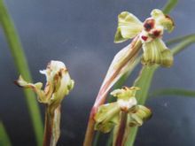  多年生陆生兰。假鳞茎集生成丛。叶簇生，线形。花葶直立，短于叶，总状花序具2花，浅黄绿色，唇瓣具紫红色斑点。分布于四川西部和西南部。线叶春兰的名种有红唇豆瓣(深绿色的花瓣上有淡黄色镶边，唇瓣鲜红)、九州红梅、滇霞(均为鲜橘红色) 、金碧交辉、银顶鹤(均为复色，有镶边)、紫豆辩、黄心素心、复色花素心、红素心等。线叶春兰是春兰的变种，又称豆瓣兰.叶片较窄明显比春兰细，苗4--5片叶，叶边缘有有细锯齿，叶质较硬，花通常单生、偶尔有两朵，花不香或淡香;花被深绿色是与春兰的主要区别.在全国的分布情况大致和春兰相当，长江以南大部份省区市均有分布，云、贵、川、桂、鄂、湘等省区较多。.