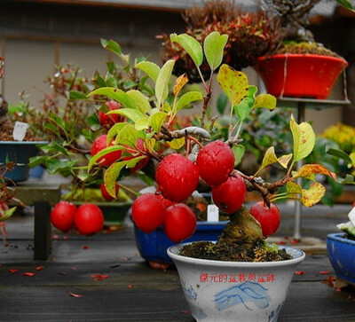 花果盆景艺术。