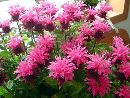 美国薄荷(学名:Monarda didymaL.):也叫马薄荷，属多年生草本植物，株高100-120厘米，茎直立，四棱形，叶质薄，对生，卵形或卵状披针形，背面有柔毛，缘有锯齿。花朵密集于茎顶，萼细长，花冠长5厘米，花簇生於茎顶，花冠管状，淡紫红色，叶芳香。轮伞花序密集多花，花筒上部稍膨大，裂片略成二唇形。花期6-9月。 原产美洲，中国各地园圃有栽培。可用于泡茶、煎煮、烧烤、生食、腌渍、酱料。也可用于杀菌、沐浴、薰香。制成药膏治疗皮肤疹，吸入蒸气可缓解感冒症状，常被添加於护发用品。