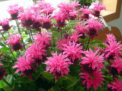 美国薄荷(学名:Monarda didymaL.):也叫马薄荷，属多年生草本植物，株高100-120厘米，茎直立，四棱形，叶质薄，对生，卵形或卵状披针形，背面有柔毛，缘有锯齿。花朵密集于茎顶，萼细长，花冠长5厘米，花簇生於茎顶，…