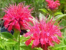 美国薄荷(学名:Monarda didymaL.):也叫马薄荷，属多年生草本植物，株高100-120厘米，茎直立，四棱形，叶质薄，对生，卵形或卵状披针形，背面有柔毛，缘有锯齿。花朵密集于茎顶，萼细长，花冠长5厘米，花簇生於茎顶，花冠管状，淡紫红色，叶芳香。轮伞花序密集多花，花筒上部稍膨大，裂片略成二唇形。花期6-9月。 原产美洲，中国各地园圃有栽培。可用于泡茶、煎煮、烧烤、生食、腌渍、酱料。也可用于杀菌、沐浴、薰香。制成药膏治疗皮肤疹，吸入蒸气可缓解感冒症状，常被添加於护发用品。