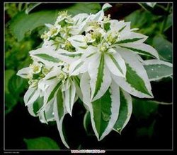 银边翠，拉丁学名:Euphorbia marginata Pursh，别名:高山积雪、象牙白，属大戟科，大戟族，可栽植于风景区、公园及庭园等处，也可布置花坛、花境、花丛，亦可作林缘地区及盆栽，还可作切花材料。喜温暖向阳之处，耐干旱，不耐寒。对土壤要求不严，但疏松肥沃的土壤长势更好，且开花繁盛。银边翠顶叶呈银白色，与下部绿叶相映，犹如青山积雪，如与其他颜色的花卉配合布置，更能发挥其色彩之美。为良好的花坛背景材料，还可作插花配叶。