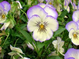 角堇(Viola cornuta)，堇菜科堇菜属多年生草本，常做一年生栽培。株高10~30厘米，茎较短而直立，花径2.5~4cm。同属品种约有500种，园艺品种较多，花有堇紫色、大红、橘红、明黄及复色，近圆形。花期因栽培时间而异。…