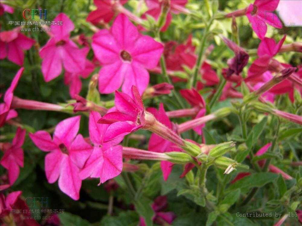 花烟草，拉丁学名Nicotiana alata Link et Otto，别名花烟草、长花烟草、大花烟草。有限的多年生草本，高0.6-1.5米，全体被粘毛。喜温暖、向阳的环境。原产阿根廷和巴西，在中国很多地方都有栽培。有一定的观赏价值。