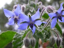 琉璃苣紫草科(Boraginaceae)一年生草本植物，(学名:Borago officinalis)稍具黄瓜香味。株高60公分(2尺)，被粗毛。叶大，粗糙，长圆形，花序松散，下垂;花梗通常淡红色;花星状，鲜蓝色，有时白色或玫瑰色;雄蕊鲜黄色…