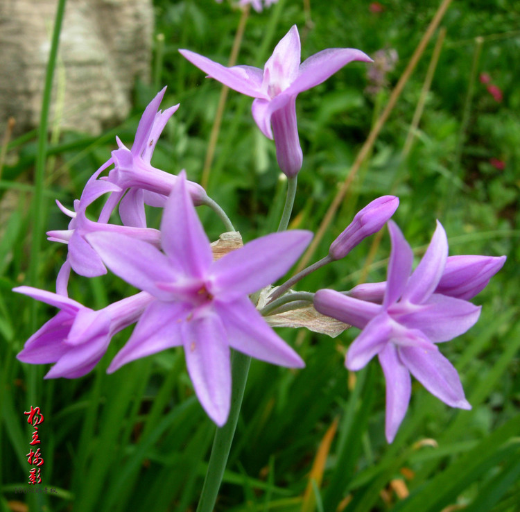 紫娇花，拉丁学名:(Tulbaghia violacea)，属石蒜科多年生草本植物。球根花卉，株高30~50公分，具圆柱形小鳞茎，成株丛生状。 其外观除花色与中国的韭菜不同外，(中国的韭菜一般为白色花，此花为紫色)，其余特征均与中国的韭菜相似，且该植物全株均有浓郁韭菜味，并可和中国韭菜一般食用，炒、凉拌、做汤等均可，故亦名洋韭、洋韭菜。顶生聚伞花序开紫粉色小花。