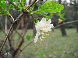 郁香忍冬(学名:Lonicera fragrantissima)是忍冬科忍冬属的植物，是中国的特有植物。半常绿灌木，高达2米。幼枝无毛或被疏刺刚毛。分布于中国大陆各地，生长于海拔200米至700米的地区，一般生长在山坡灌丛中，目前尚未由人工引种栽培。中国产河北南部(内丘)、河南西南部(西峡)、湖北西部(兴山)、安徽南部、浙江东部(天台山)及江西北部(鞋山)。上海、杭州、庐山和武汉等地有栽培。