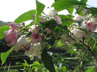 水马桑(coriaria sinica)又名毒空木、水马桑、鸭食木、鸡瘟柴等，为忍冬科植物，生长于山坡或山沟中，我国南方各省多见。马桑果豌豆大小，圆形多肉，未成熟时呈绿色，每年5～6月份成熟，初呈鲜红色，后渐变为紫黑色…