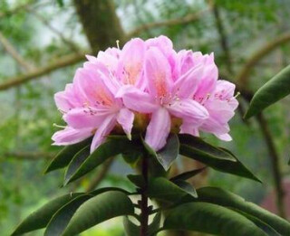 鹿角杜鹃(学名:Rhododendron latoucheae Franch.):常绿灌木或小乔木，高可达5米;小枝开展，灰色或淡白色，无毛。叶集生，近于轮生，革质，卵状椭圆形或长圆状披针形，上面深绿色，具光泽，下面淡灰白色，叶柄无毛。…