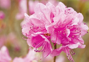 迎红杜鹃(学名:Rhododendron mucronulatum)杜鹃属，是一种落叶灌木，高1-2米，分枝多，生于山地灌从;花期4-6月，果期5-7月。产中国内蒙古(北达满洲里)、辽宁、河北、山东、江苏北部。生于山地灌丛。蒙古、日本、朝鲜、俄罗斯(西伯利亚东南、阿穆尔)有分布。因其花长的美丽，具有栽培和园艺价值。