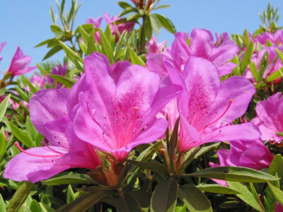 杜鹃花（学名：Rhododendron simsii Planch.），又称山踯躅、山石榴、映山红，系杜鹃花科落叶灌木，落叶灌木。全世界的杜鹃花约有900种。中国是杜鹃花分布最多的国家，约有530余种，杜鹃花种类繁多，花色绚丽，花、…