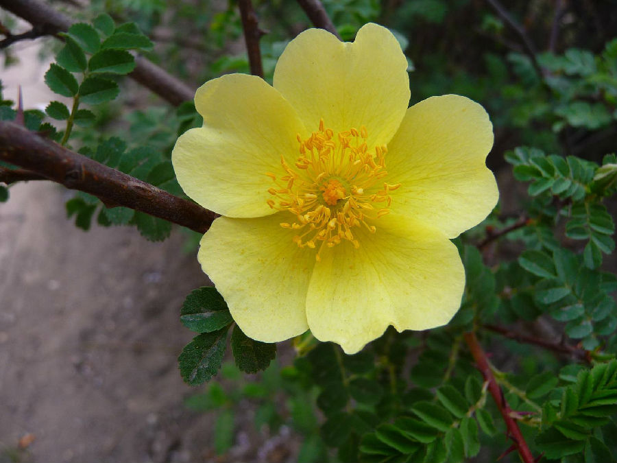 黄刺玫，拉丁学名: Rosa xanthina Lindl，落叶灌木。小枝褐色或褐红色，具刺。奇数羽状复叶，小叶常7枚-13枚，近圆形或椭圆形，边缘有锯齿;托叶小，下部与叶柄连生，先端分裂成披针形裂片，边缘有腺体，近全缘。花黄色，单瓣或兰重瓣，无苞片。花期5月-6月。果球形，红黄色。果期7月-8月。辽宁省阜新市市花。晋南俗称&amp;quot;马茹子&amp;quot;。