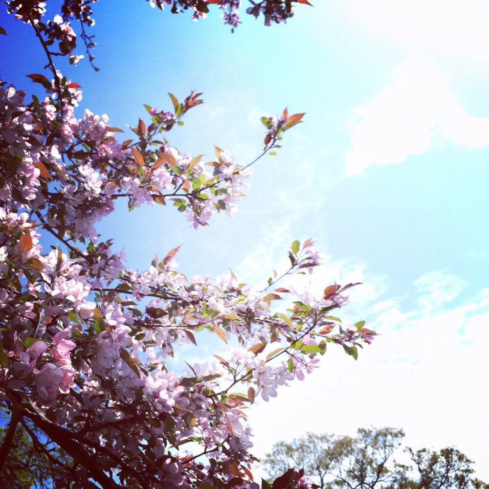 Sakura @ High Park