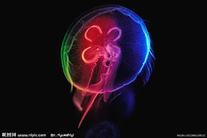 旗口水母目(semaeostomae) 是该纲中最常见的一个目.