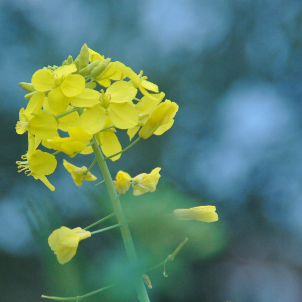 春的花