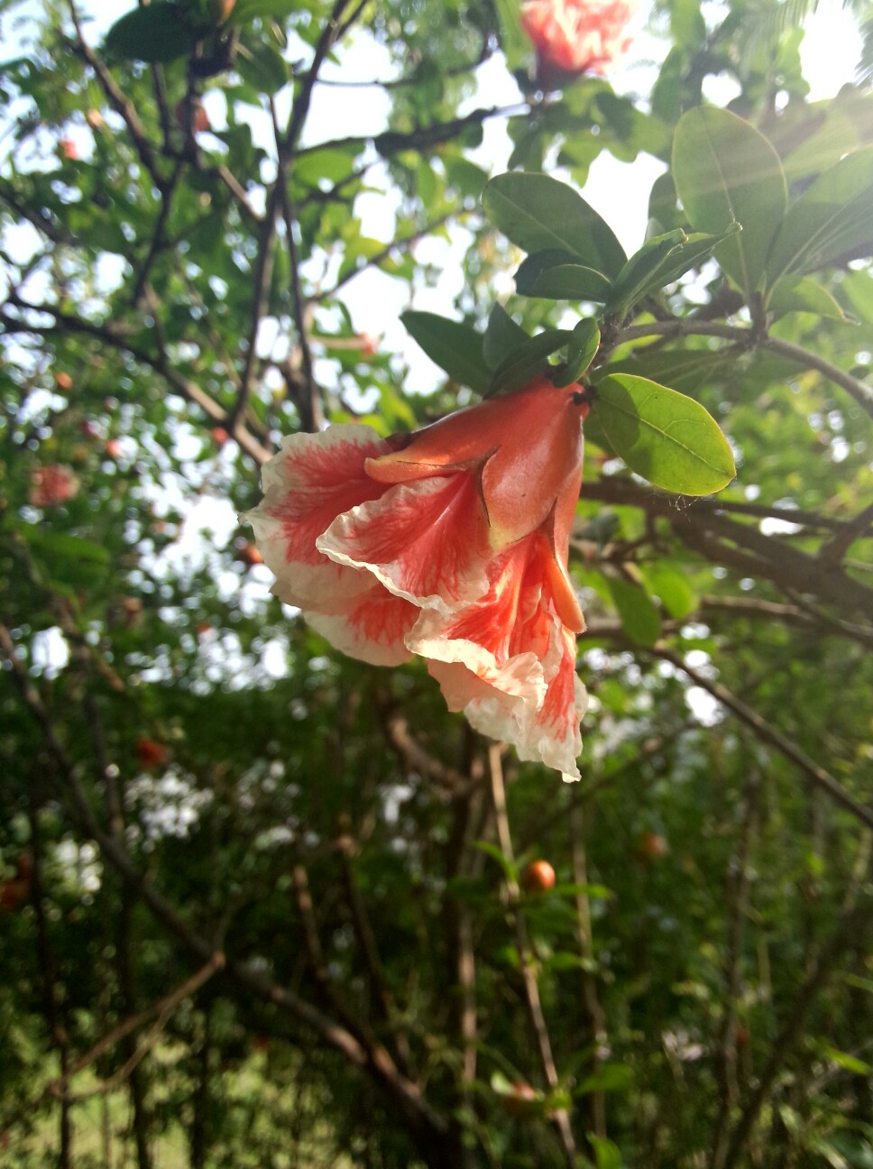 石榴花开