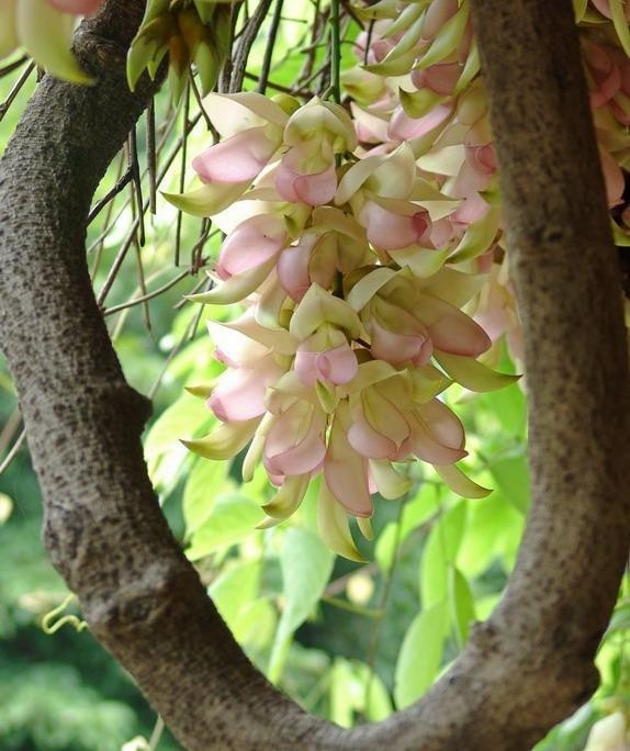 禾雀花，為蝶形花科油麻藤屬木質(zhì)藤本植物，通常有白花油麻藤(Mucuna birdwoodiana)；美葉油麻藤(M·calophylla)；常綠油麻藤(M·sempervirens)等幾種。花期為3月至5月份，其花形酷似雀鳥，吊掛成串有如禾雀飛舞。