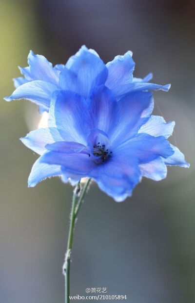 蓝色飞燕草(Blue Delphinium)， 别名：鸽子花、鸡爪连、千鸟花，为毛茛科飞燕草属的多年生草本植物。花径4厘米左右，高35～65厘米，茎具疏分枝，叶掌状全裂。总状花序具3-15花，花瓣蓝色或紫蓝色。飞燕草形态优雅，…