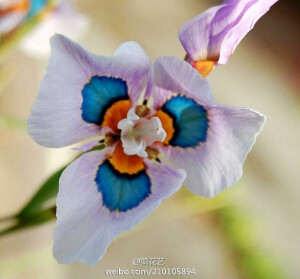 孔雀鸢尾（Peacock Iris，学名：Moraea villosa），天门冬目鸢尾科，草本开花植物，分布於南半球。希腊人相信此花能将灵魂托付爱丽丝带回天国，这也是花语一“爱的使者”的由来