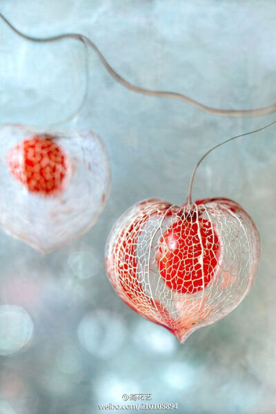 锦灯笼（Chinese Lantern ），学名酸浆又名姑娘儿，茄科酸浆属宿根草本植物，果实甜美清香,含丰富的维生素C。红菇娘生长在林间路缘，山林野趣，成熟时挂满枝头，如同一串串灯笼，别具特色。红菇娘花语：春华秋实，自…