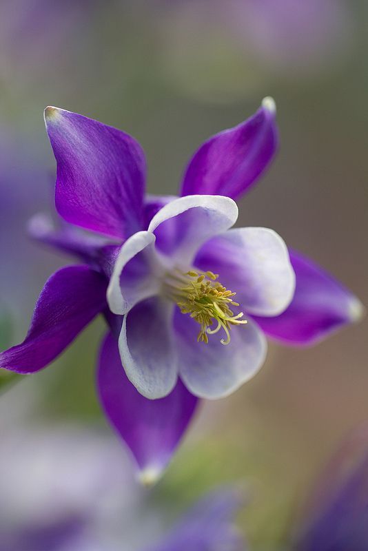 耧斗花（Aquilegia vulgaris）。多年生草本，原产于欧洲和北美。株高50-70厘米。茎直立，二回三出复叶，蓝绿色（与许多蕨类植物叶形相似）。花冠漏斗状、下垂，花瓣5枚，通常深蓝紫色或白色，栽培品种有粉红、黄等色；萼片5，与花瓣同色。蓇葖果深褐色。