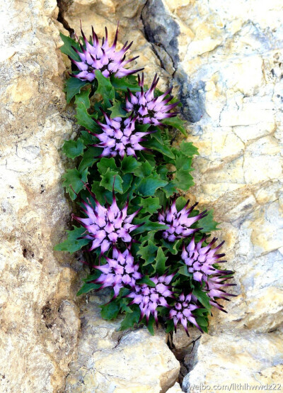 Physoplexis comosa 因其独特外形常称为：恶魔之爪（Devil's Claw）、簇角风铃草（Tufted Horned Rampion），获得过英国皇家园艺学会功勋奖（AGM），原归牧根草属（Phyteuma）