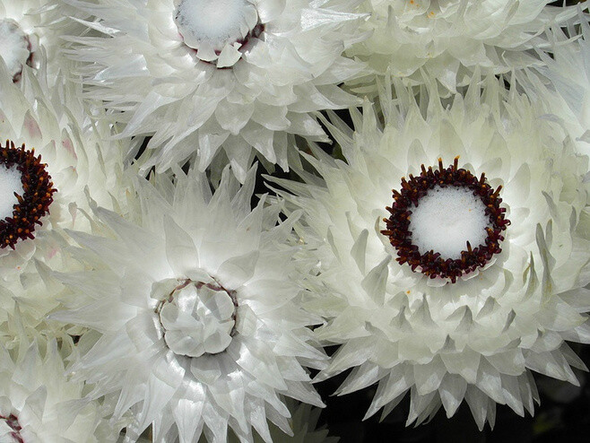 旱雪莲 Cape Snow 美丽至极的妖精花 特产于南非 菊科小灌木 Syncarpha Vestita Helichrysum Vestitum两个拉丁名都能用 有可能也是蜡菊属另一种植物的近亲呢 七年左右生命周期 火后重生等说法 都增添了它的神秘色彩 堆糖 美图壁纸兴趣社区